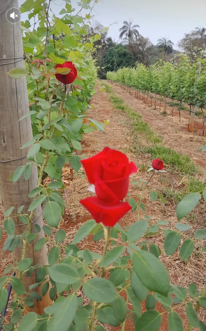 Rosas Casa Lerosa
