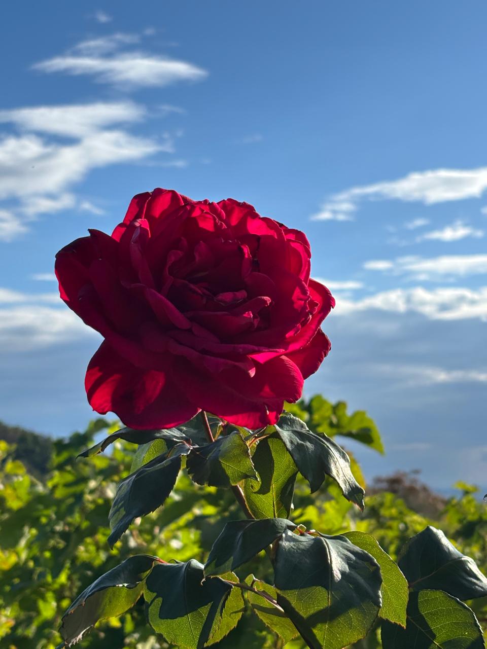 Rosas no vinhedo