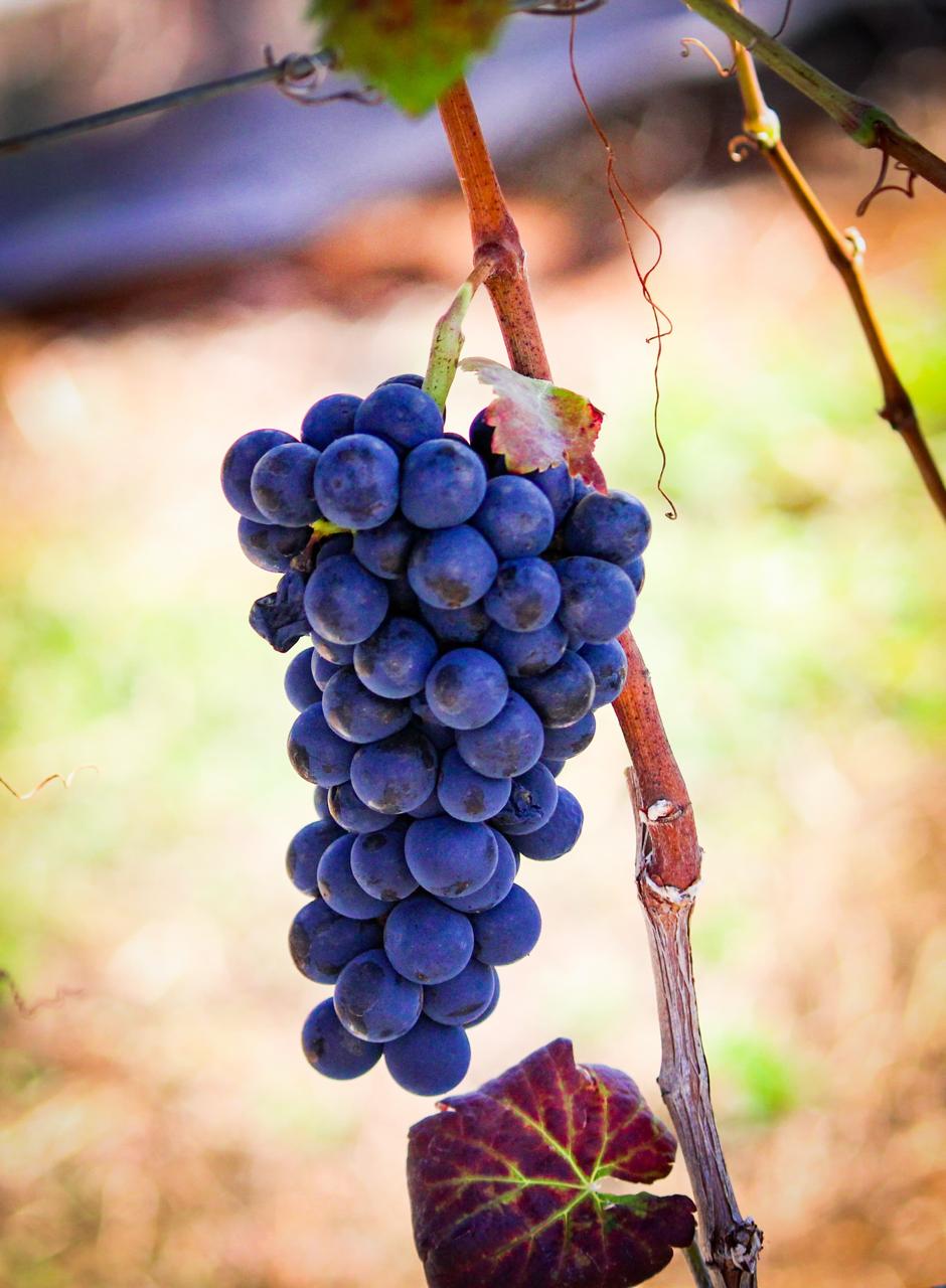Uvas Syrah
