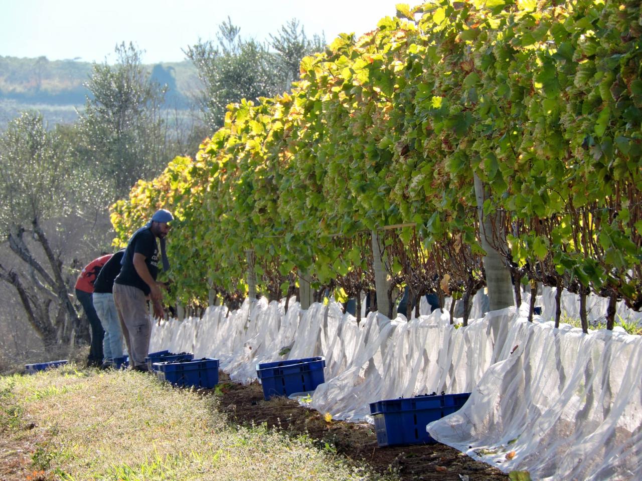 Terroir